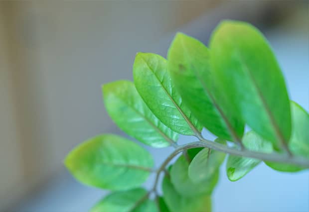 grüne Blätter, schön angeordnet, Büropflanze